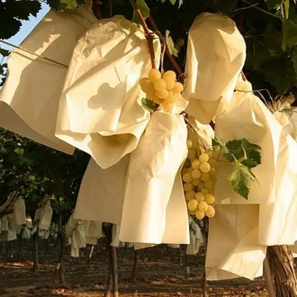 Bolsa de papel para uvas 35 X 25 cm -... Bolsa de papel para uvas 35 X 25 cm -...